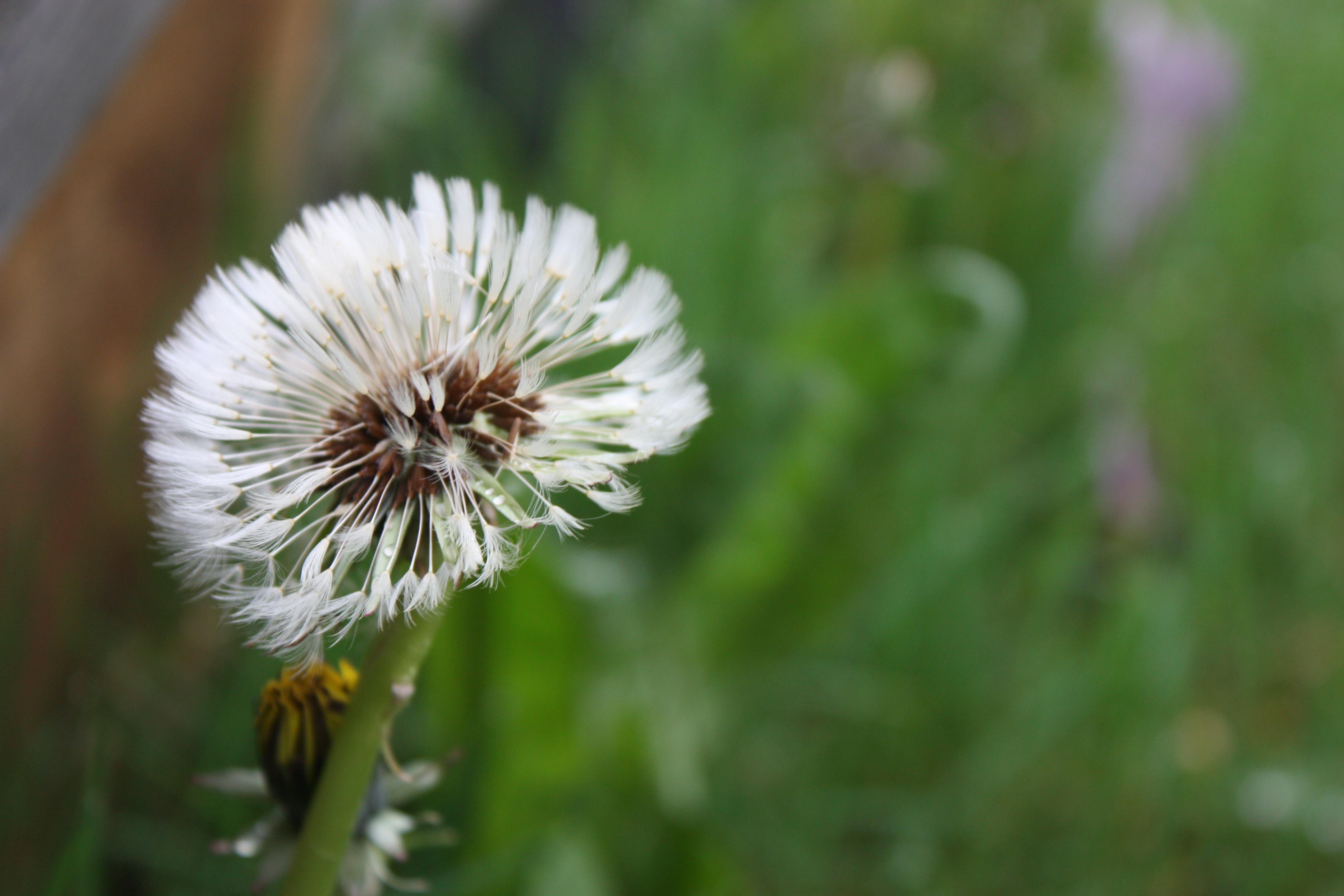 Pissenlit fruit - Les plantes dans tous les sens